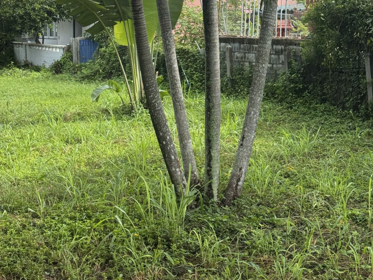 LS0066 – Land for Sale in Bang Sarey