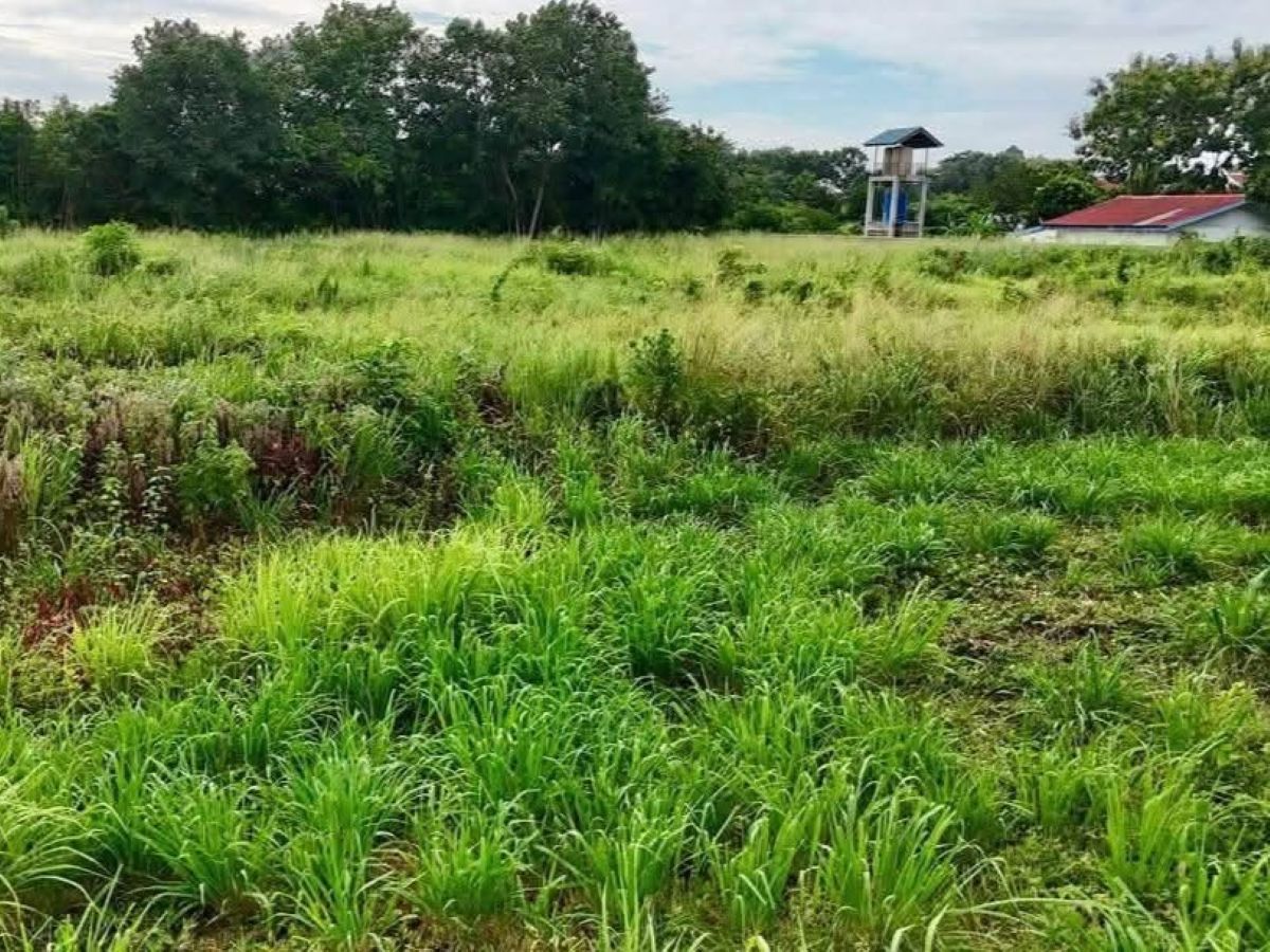 LS0067 – Land for Sale in ChaiyaPruek 2
